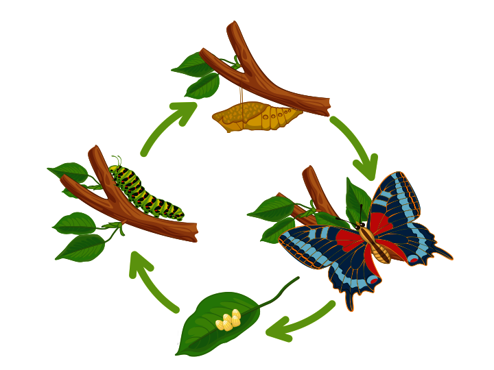 Butterfly life cycle