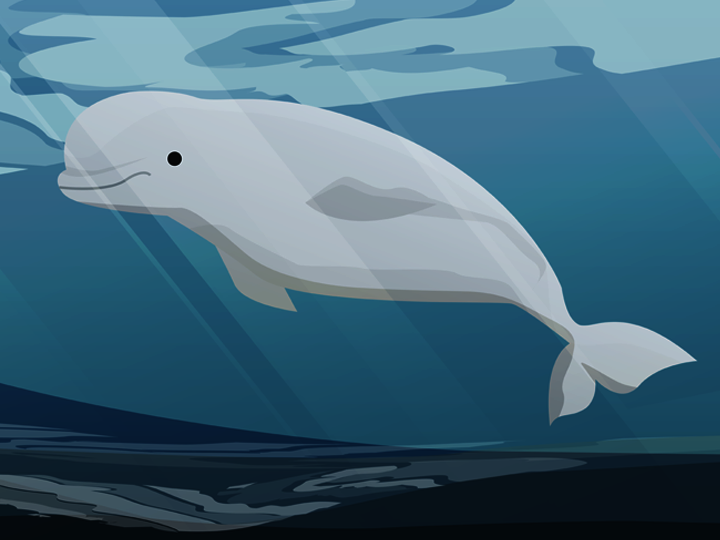 Baby beluga