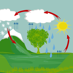 Dive into the water cycle