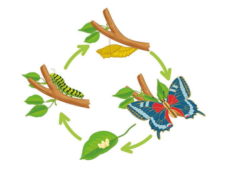 Butterfly life cycle poster